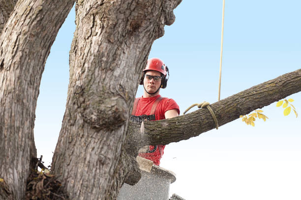 Best Emergency Tree Removal  in USA